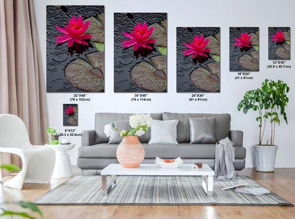 Fuchsia Waterlily | Botanical Photography | Vibrant Lotus Flower Wall Art, Rainy Day Photo, Home Decor, Fine Art Print