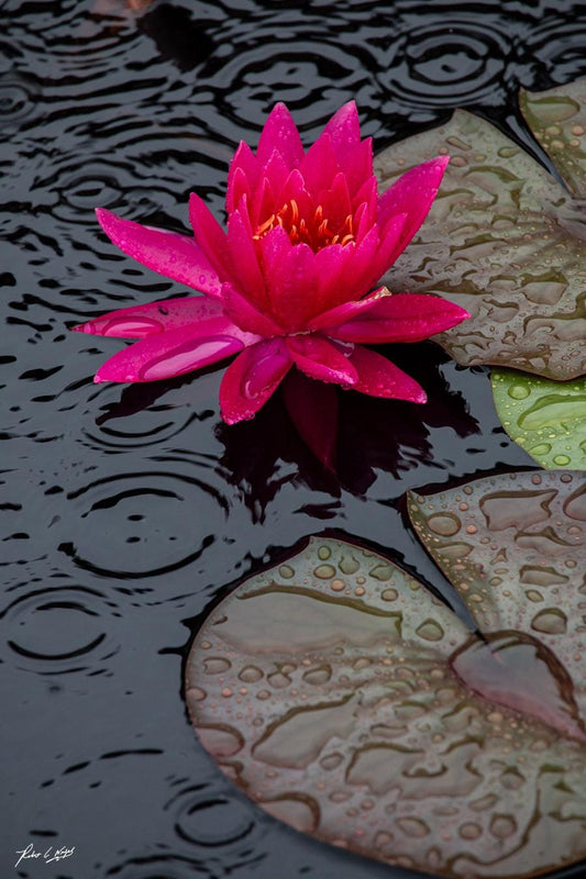 Fuchsia Waterlily | Botanical Photography | Vibrant Lotus Flower Wall Art, Rainy Day Photo, Home Decor, Fine Art Print