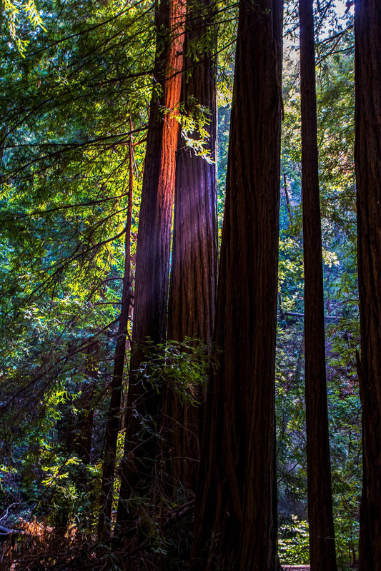 Sun Rays Through Redwoods | Muir Woods Photography | Majestic Forest Wall Art, fine art print, landscape art, redwood forest, sun rays photo