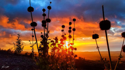 Big Island Hawaiian Sunset | Nature Photography | Scenic Tropical Art, sunset silhouette, Lion's Ear plant, wall decor, fine art print