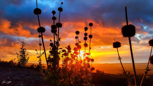 Big Island Hawaiian Sunset | Nature Photography | Scenic Tropical Art, sunset silhouette, Lion's Ear plant, wall decor, fine art print