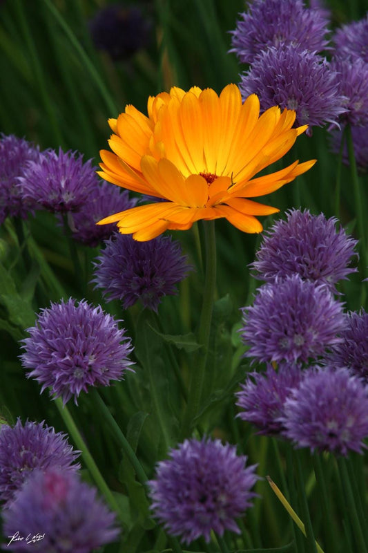 Beautiful Calendula Bicolor (Star Marigold) | Dublin Botanical Gardens Floral Photography | Nature Wall Art, wall decor, fine art print