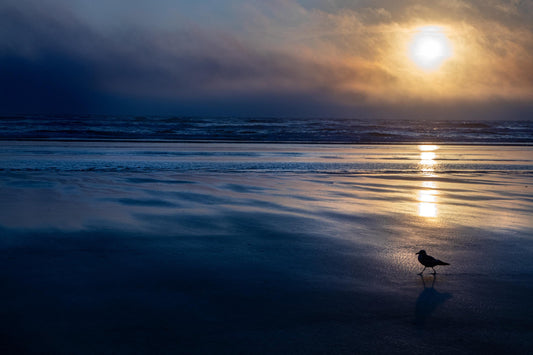 Solitary Seagull at Sunset | Oregon Coast Photography | Scenic Beach Art, Solitary Seaside, Oregon sunset, sunlit shoreline, fine art print